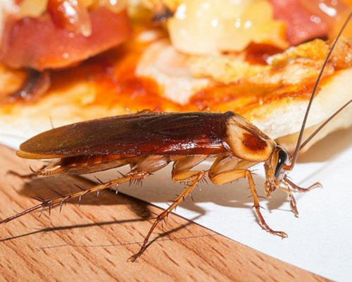 roach hamamböceği pest control haşeremarket